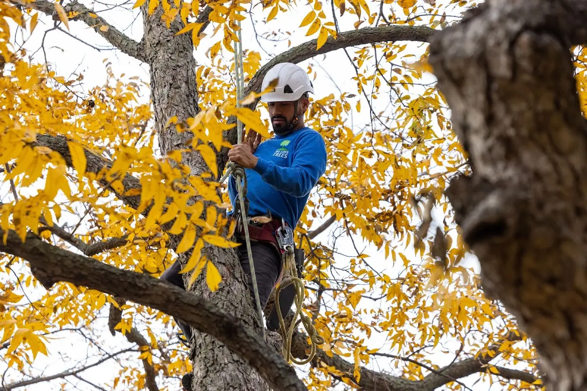 Skilled Tree Transplanting crew working in Hawthorn