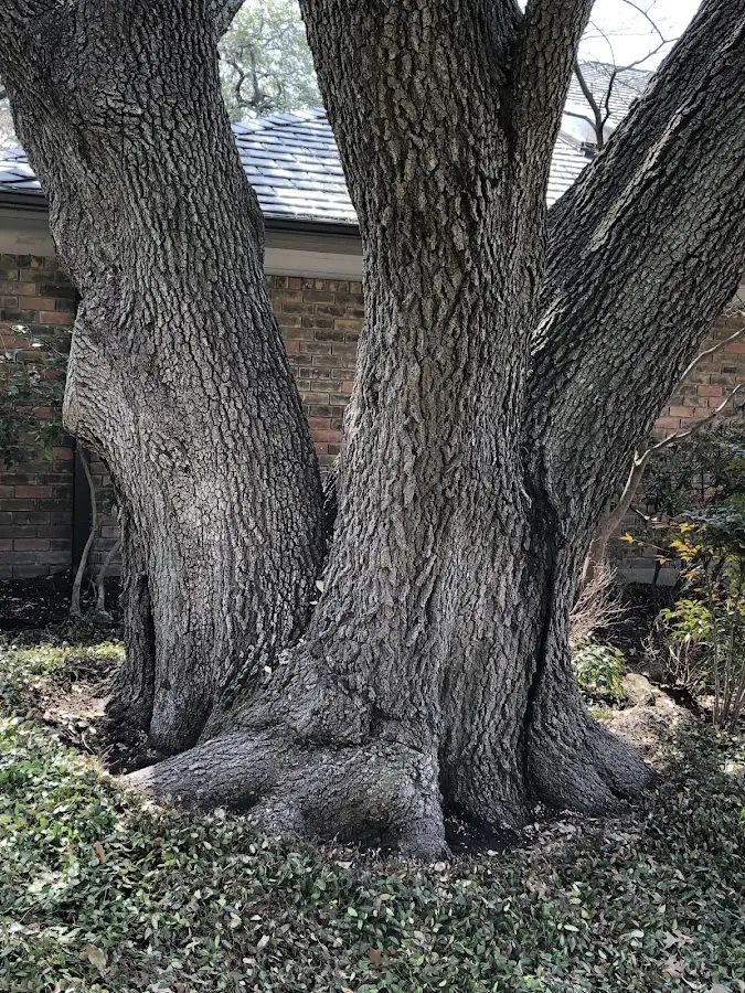 Mature heritage tree close to a Hawthorn property cared for by certified arborists